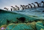 1000 ел. Compact - National Geographic. Пінгвіни Дженту поспішають до моря / National Geographic Society / Clementoni 0